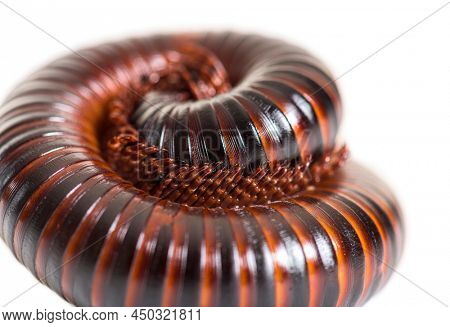 Giant African millipede rolled up in defence position, Archispirostreptus gigas,