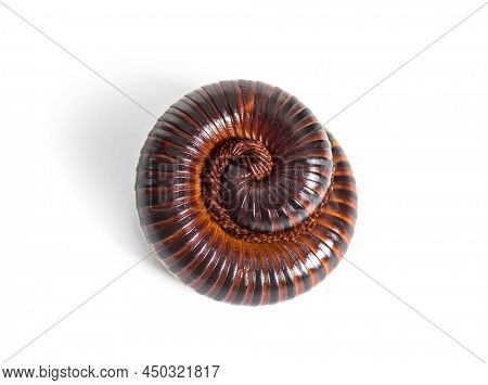 Giant African millipede rolled up in defence position, Archispirostreptus gigas,