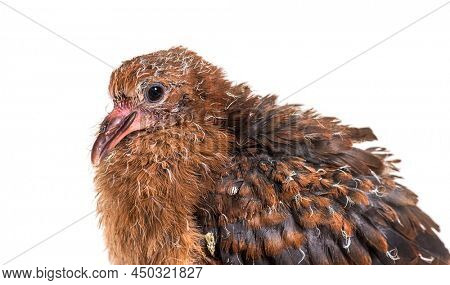 Head shot of Pink pigeon Chick, Nesoenas mayeri,