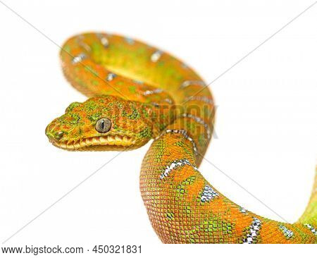 Head shot of Juvenile Emerald tree boa Corallus caninus