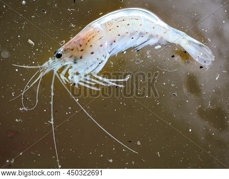 Close Up Of An Amano Shrimp In An Aquarium.