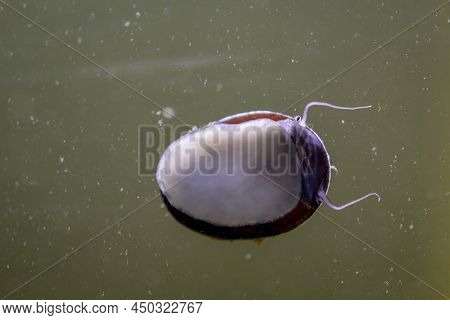 A Steel Helmet Snail, Anthracite Cup Snail Or Neritina In A Marine Aquarium.