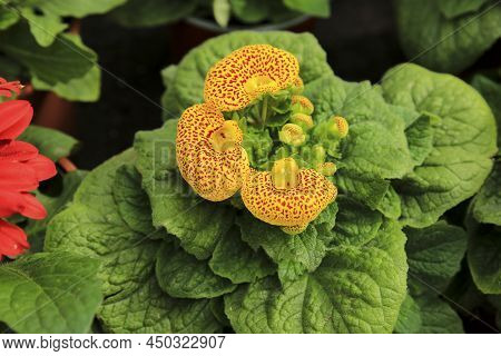 Colorful Calceolaria Integrifolia Plant In The Garden