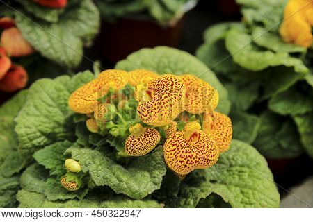 Colorful Calceolaria Integrifolia Plant In The Garden