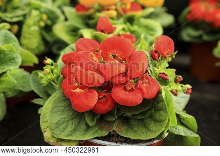 Colorful Calceolaria Integrifolia Plant In The Garden