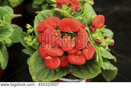 Colorful Calceolaria Integrifolia Plant In The Garden