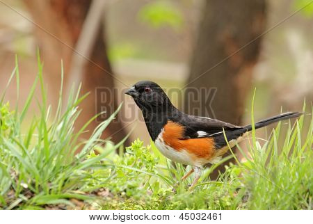 Østlige Towhee, Pipilo Erythrophthalmus