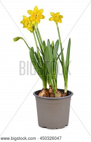 Spring Flower Plant With Botanic Name 'narcissus Clamineus Tete Boucle'  In Bloom In Flower Pot On W