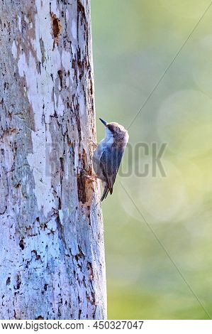 Brown-headed Nuthatch Escavating A Nesting Cavity At Skidaway Island State Park, Ga.