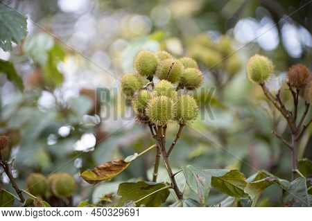 Bixa Orellana Or Achiote Plant, Source Of Annato, Natural Orange-red Condiment Used For Food Colorin