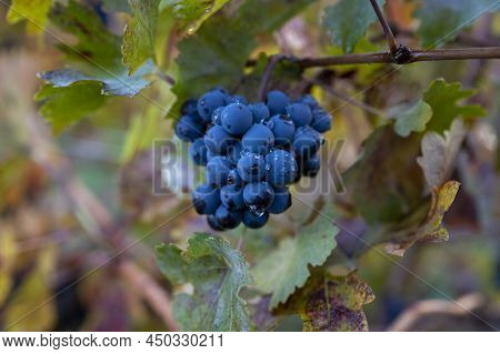 Autumn On Vineyards Near Wine Making Town Montalcino, Tuscany, Ripe Blue Sangiovese Grapes Hanging O