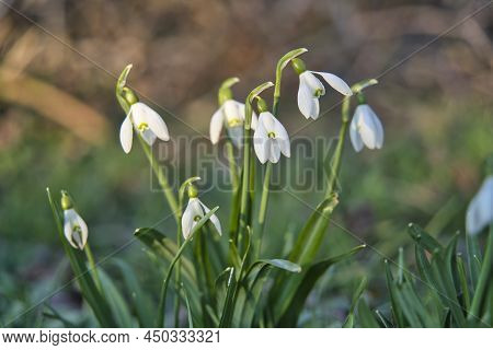 Close Up Of Common Snowdrops In Bloom. High Quality Photo