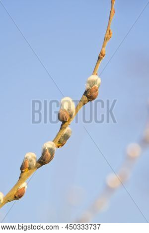 Beautiful Willow Catkins Branch In Early Spring