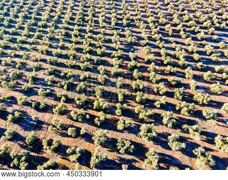 Andalusian Olive Groves In Jaen, Home To 37.6% Of The Total Olive-growing Land In Andalusia, Spain, 