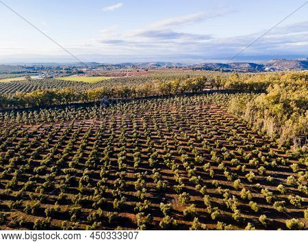 Andalusian Olive Groves In Jaen, Home To 37.6% Of The Total Olive-growing Land In Andalusia, Spain, 
