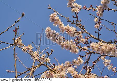 Beautiful Flowers Of The Cherry Blossoms On A Spring Day