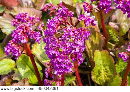Flowers Of Bergenia Crassifolia (heartleaf Bergenia), Finland