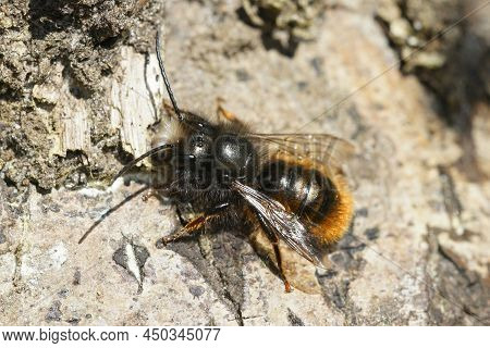 Closeup Of The Male Of The Horned Orchard Mason Bee, Osmia Cornuta On The Bee-hotel In The Garden