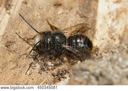 Closeup On An Aged And Hairless Male European Orchard Mason Bee, Osmia Cornuta