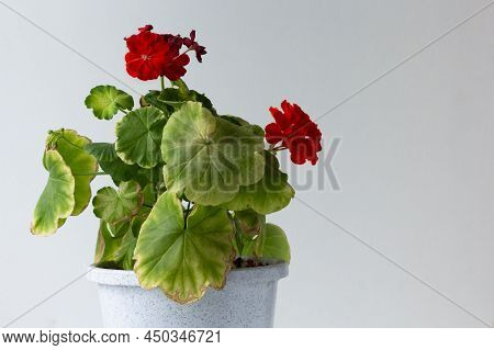 Blooming Geranium With Yellow Leaves