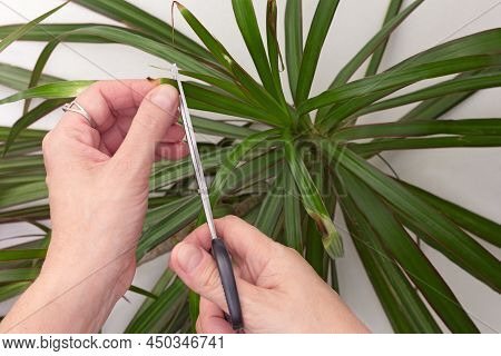 Hands Cutting Dry Brown Edges On Leaves Of Dracaena Marginata