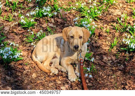 Portrait Of Labrador Retriever Puppy Surrounded By White Snowdrops Flowers (galanthus Nivalis) In Sp