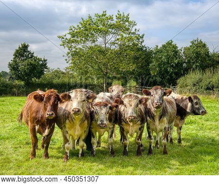 A Small Herd Of Rare Breed Shorthorn Cattle