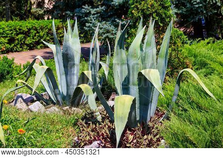 Agave Tequilana, Commonly Called Blue Agave (agave Azul) Or Tequila Agave