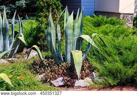 Agave Tequilana, Commonly Called Blue Agave (agave Azul) Or Tequila Agave