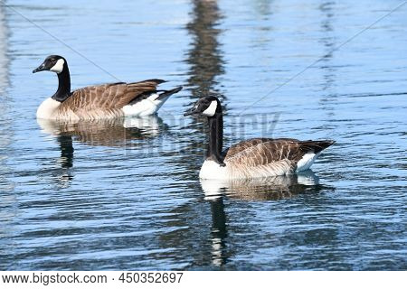 Two Canad Geese floating in a man made pond