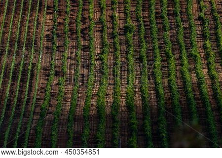 Vineyard In Balaton Highland, Hungary. Vine Farm Aerial View.