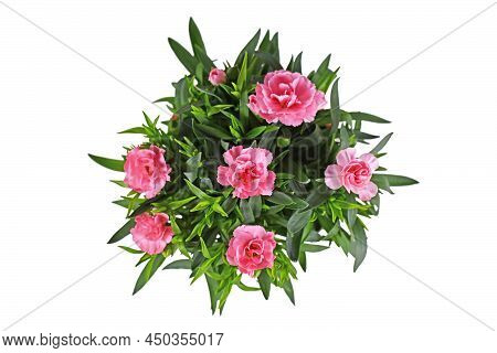 Top View Of Pink Dianthus Flowers On White Background