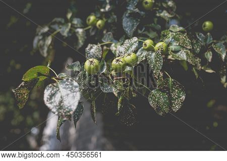 Wild Pear With Infected Leaves. Disease On The Leaves Of A Pear. Septoria Pear - Small Gray Spots Wi