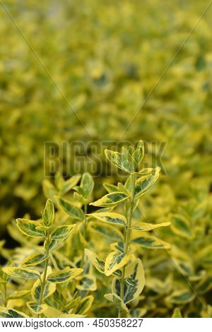 Wintercreeper Emerald And Gold Leaves In The Garden