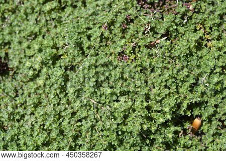Wild Thyme Herb Leaves In The Spring