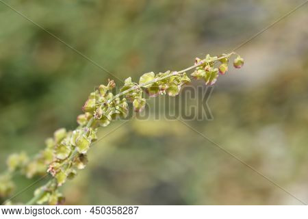 Shield Dock Branch With Flowers In The Spring