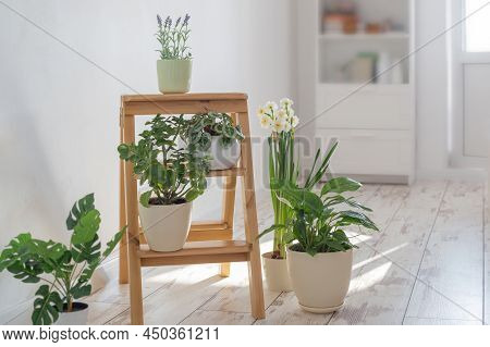 The House Plants On Wooden Ladder Indoor