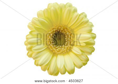 Beige bloem Gerber op de witte achtergrond