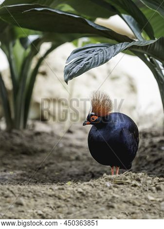 Full-length Portrait Of Crested Partridge Or Rollulus Rouloul. Bird Also Known As Roul-roul, Red-cro