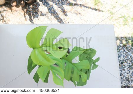 Mini Monstera, Monstera Deliciosa Liebm Or Philodendron Ginny Or Rhaphidophora Terrasperma Or Moster