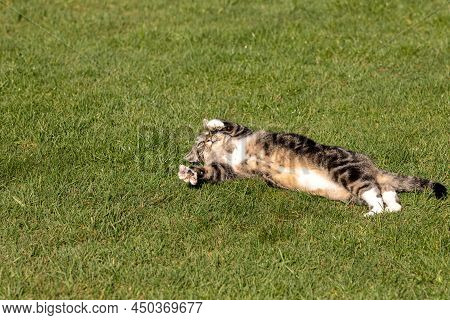 Bobby Shows His Sharp Claws While Romping Around In The Garden.