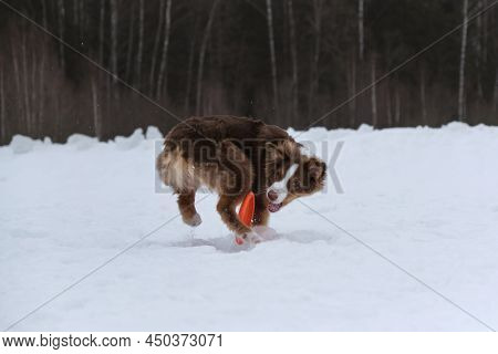 Aussie With Cropped Tail Is Trying To Catch Orange Disk With Teeth, Snow Is Flying From Under Paws. 