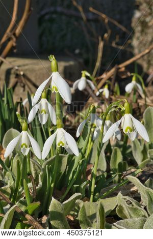 Close Up Of Common Snowdrops In Bloom. High Quality Photo