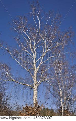 Spring Sunny Bare Birch Tree Trunk With White Cork And Leafless Branches On Scenic Blue Sky Landscap