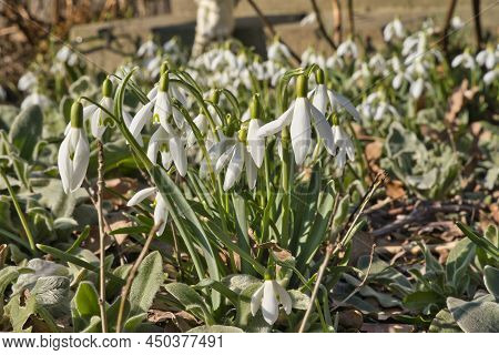 Close Up Of Common Snowdrops In Bloom. High Quality Photo