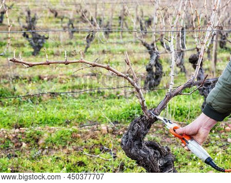 Farmer Pruning The Vine In Winter. Agriculture.