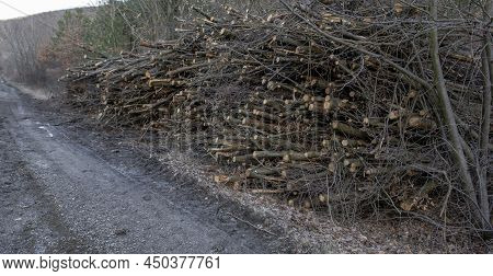 A Huge Pile Of Cut Down Tree Branches In The Forest. A Heap Of Cut Twigs And Branches.