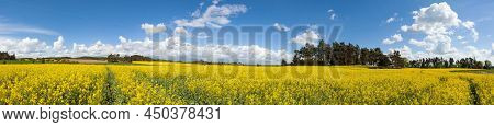 Rapeseed, Canola Or Colza Yellow Field In Latin Brassica Napus With Beautiful Clouds On Sky, Rape Se