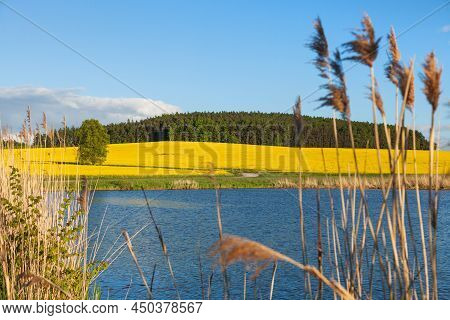 Rapeseed, Canola Or Colza Field Landscape In Latin Brassica Napus, Rape Seed Is Plant For Green Ener