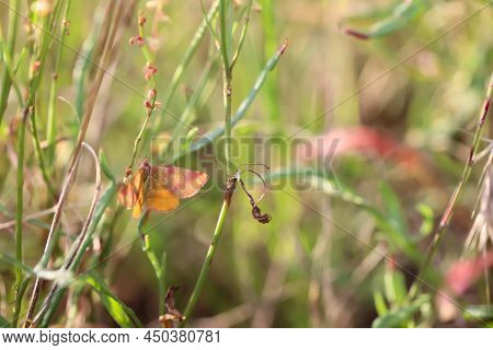 Portrait Of A Red Banded Moth In The Grass Of A Meadow.\na Butterfly In A Meadow, Meadow Plant. Beau